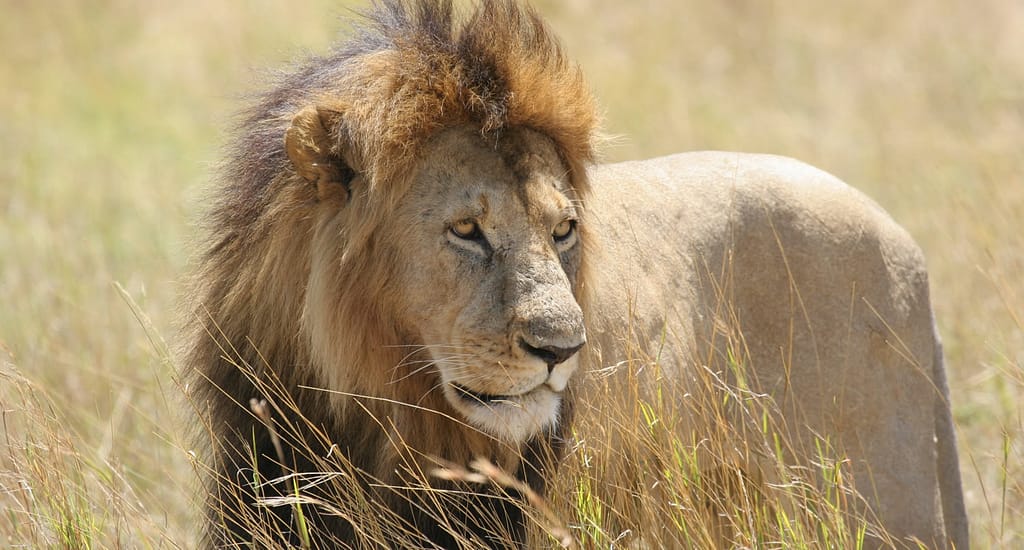 Masai Mara Entrance Charges