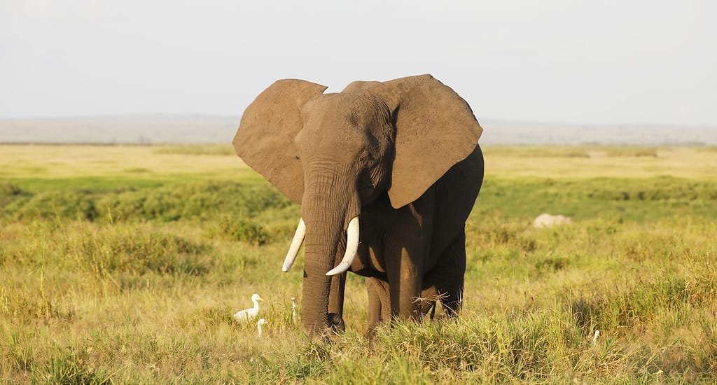 The Entrance Charges of Kenya's National Parks in 2023