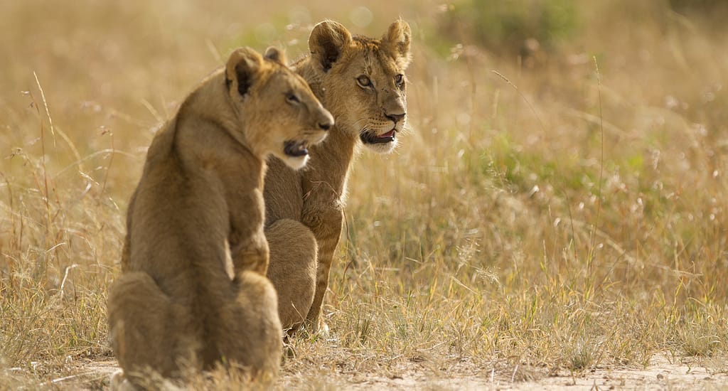 Is Kenya safe to travel as a Foreigner