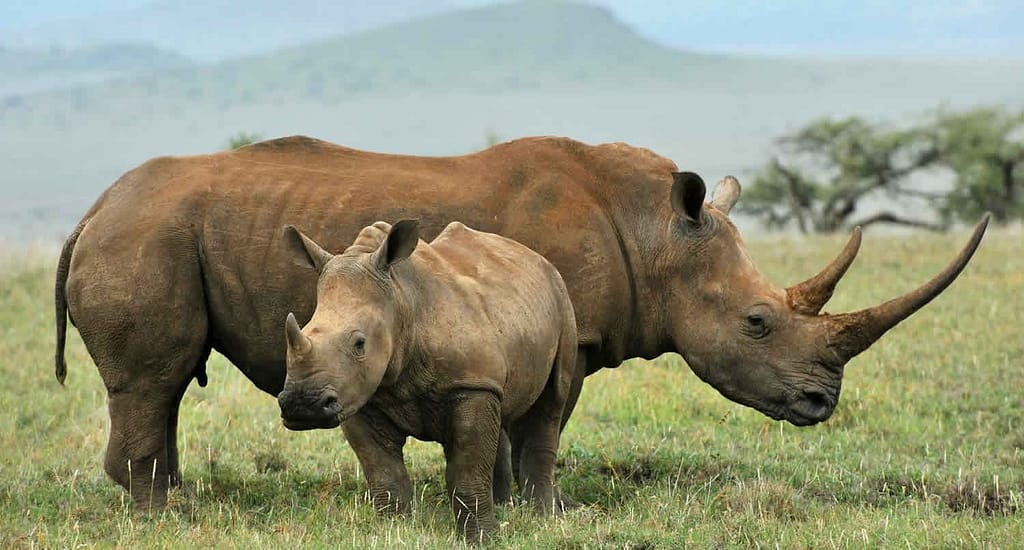 Exploring the Top 7 Private Conservancies in Kenya