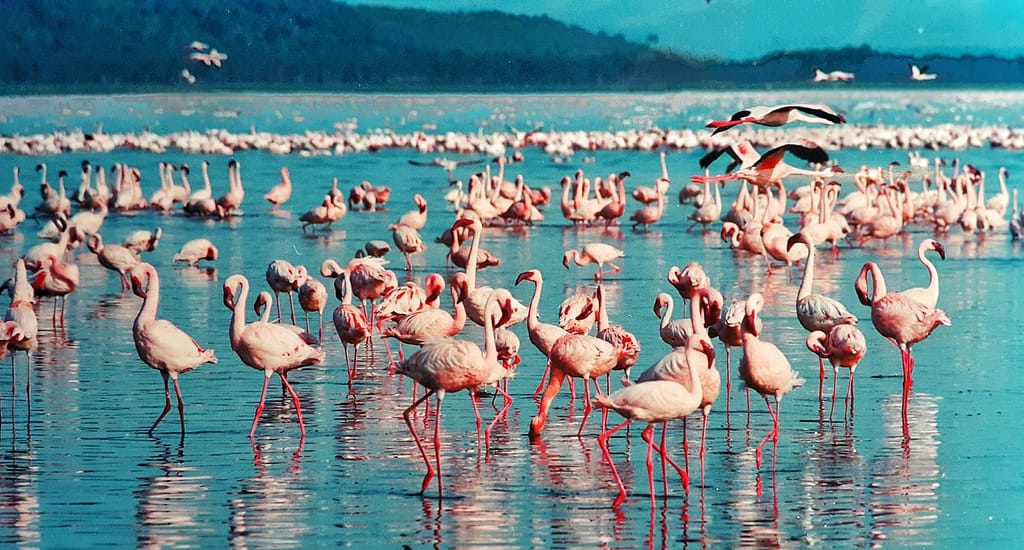 Best Lodges in Lake Nakuru