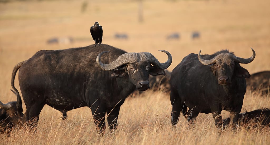 Best 7 Destinations for Photography Safari in Kenya