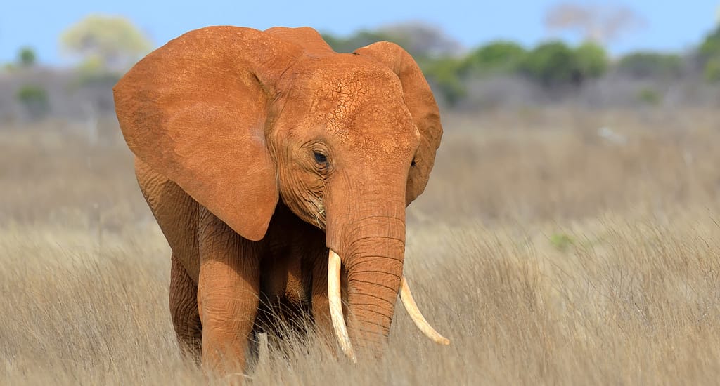 Top 5 Safari Destinations near Mombasa