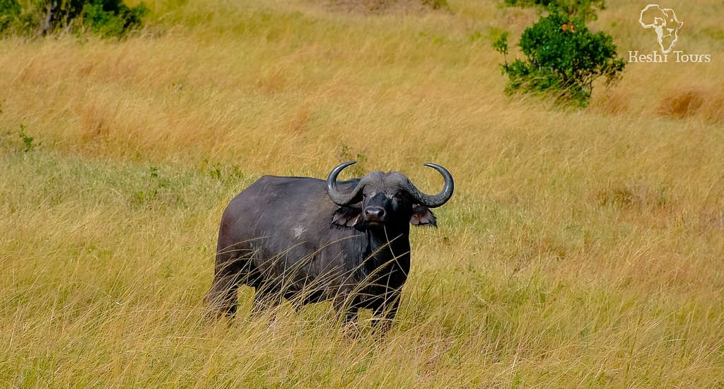 Masai Mara Family Safaris