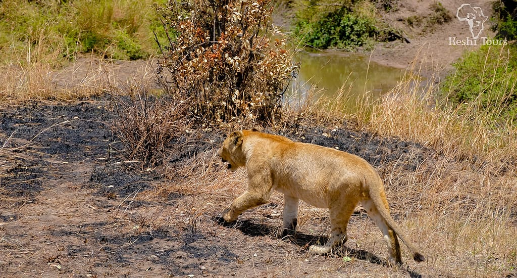 Affordable Masai Mara Safaris