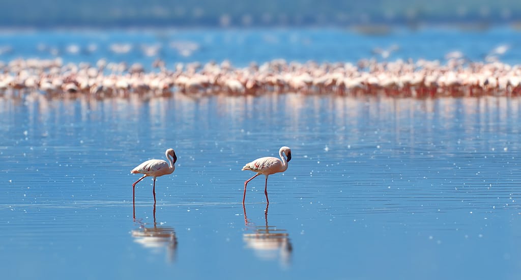 Mid-Range Safari in Kenya