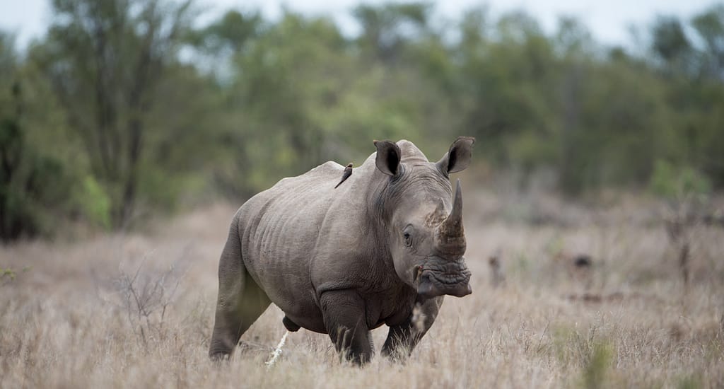 Black Rhinos in Kenya