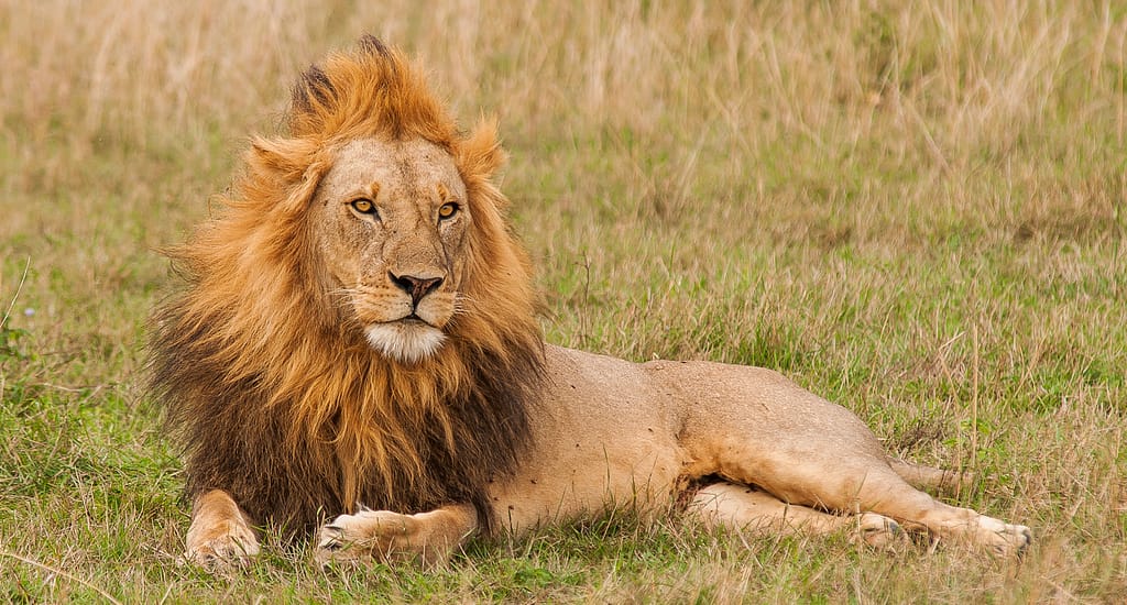 Kenya The Ultimate Lion Country
