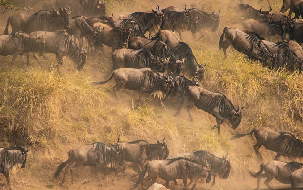 Best Season to Visit Masai Mara