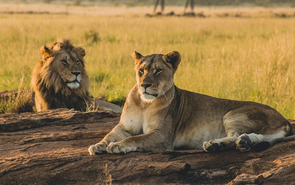 Why Masai Mara Special