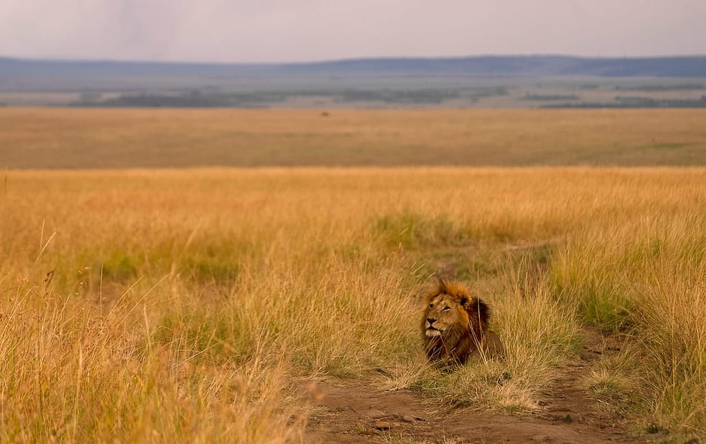 Masai Mara Safari Guide
