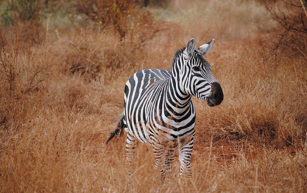 Affordable Tsavo East Safaris from Mombasa