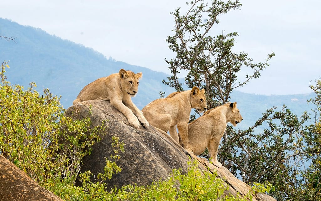 A Guide to Tsavo East National Park Safari