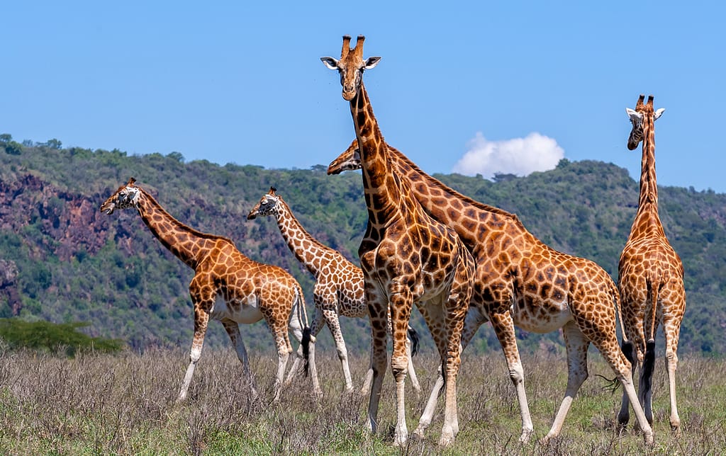 Discovering Tsavo West from Diani