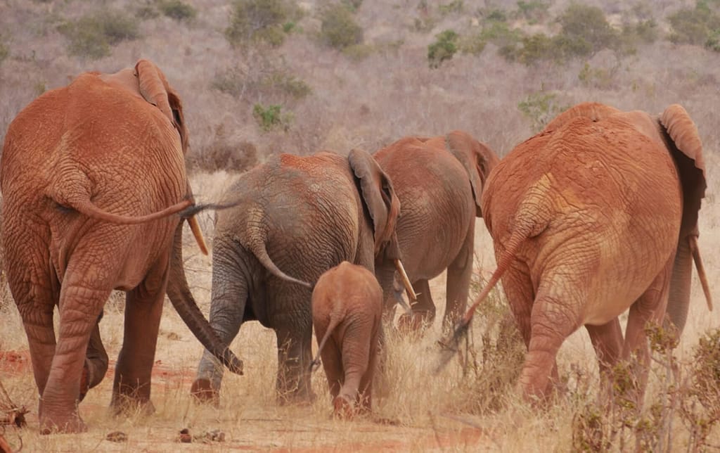 Tsavo East Safaris from Mombasa