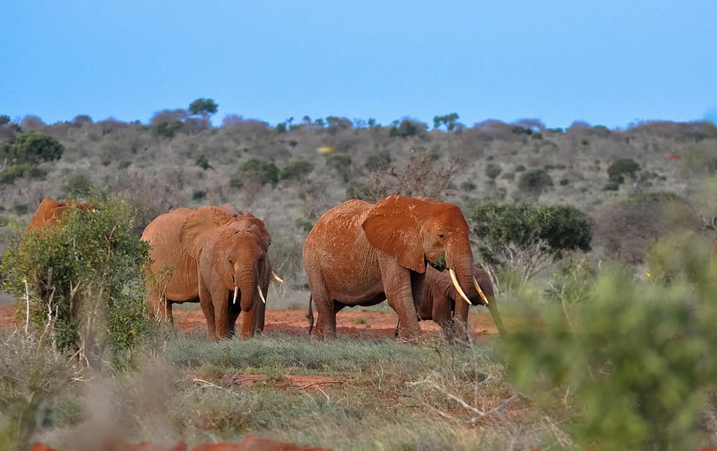 Mombasa to Tsavo East