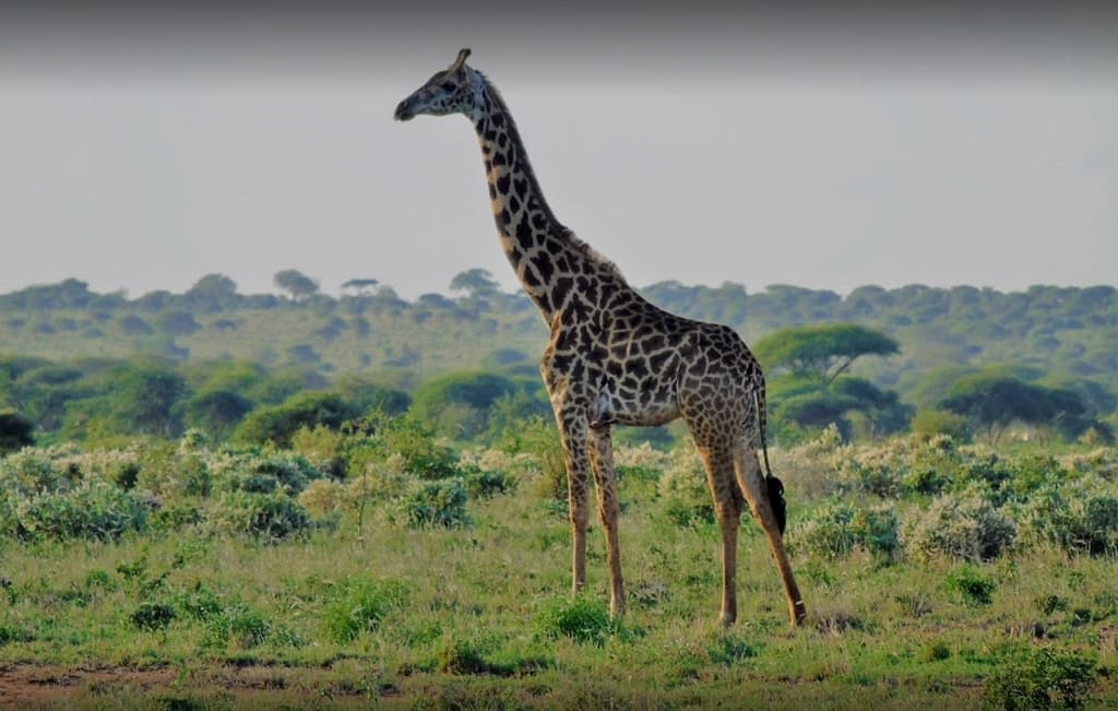 A journey through Kenya