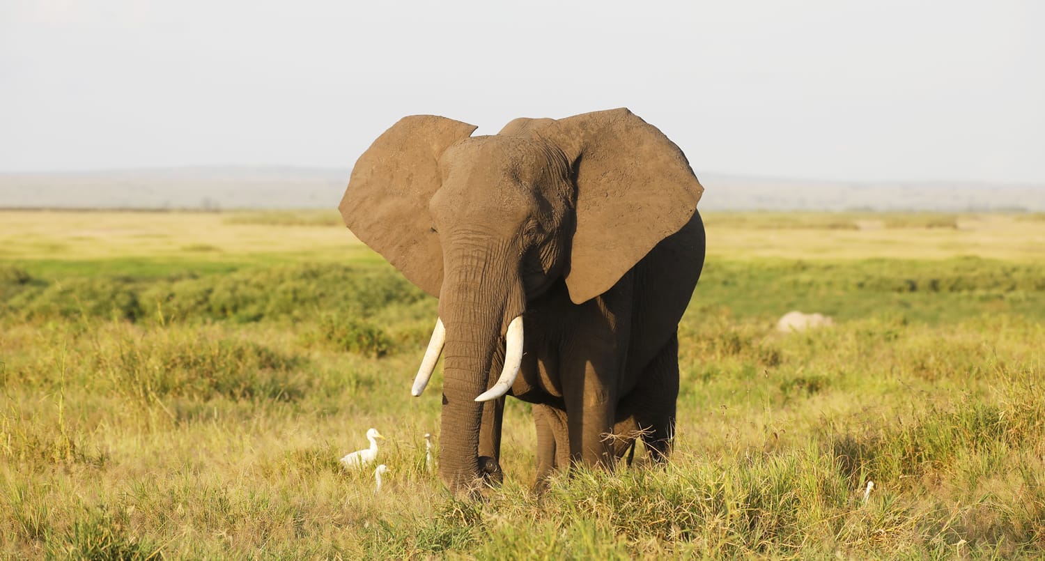 The Entrance Charges of Kenya's National Parks in 2023