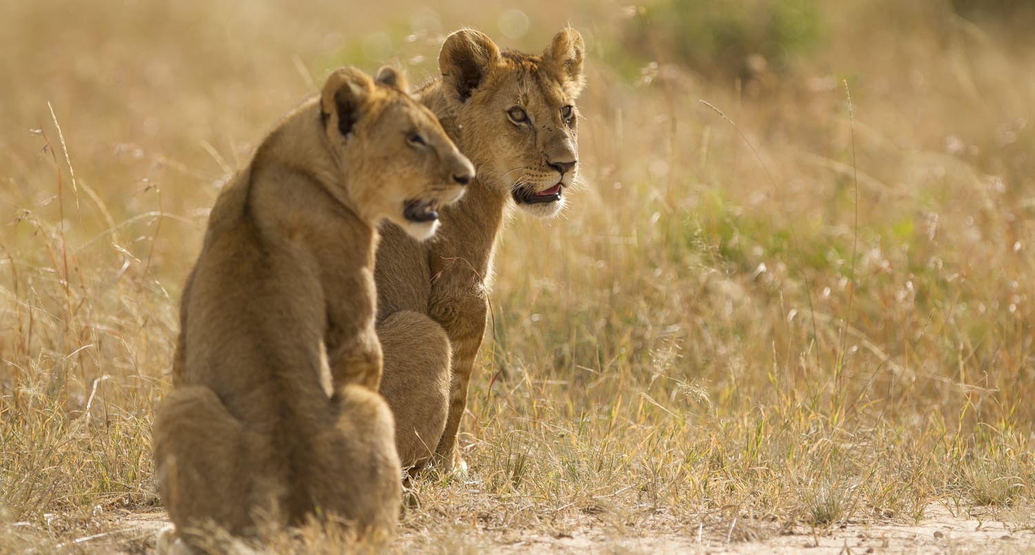 Is Kenya safe to travel as a Foreigner