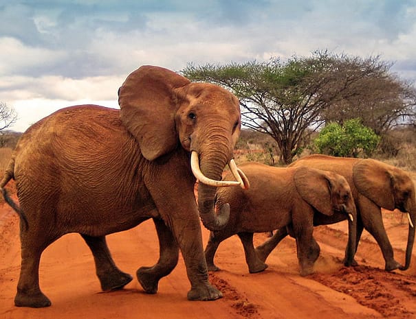 Tsavo-East
