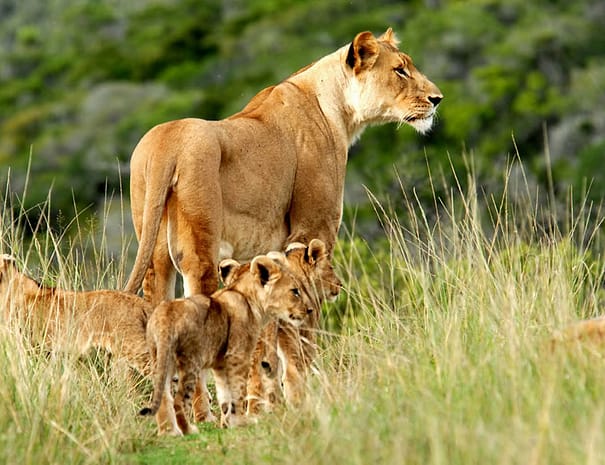 Tsavo-West1