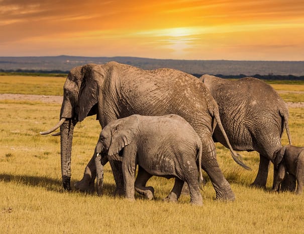 Amboseli