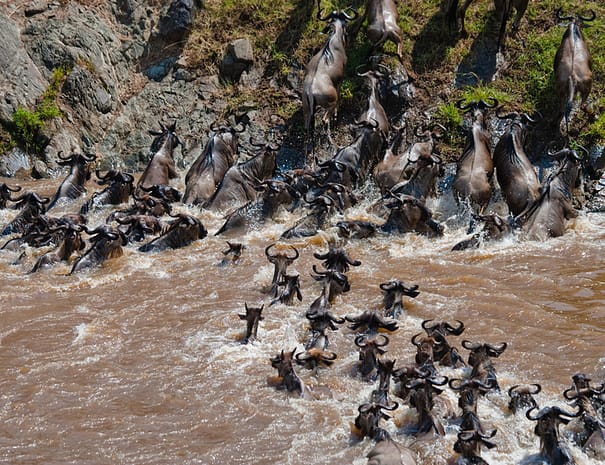 wildebeest4