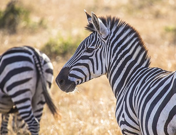 9days-kenya-tz-featured