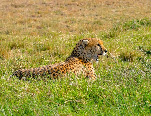 cheetah