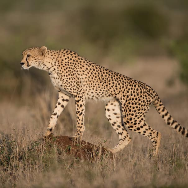 Kenya Classic