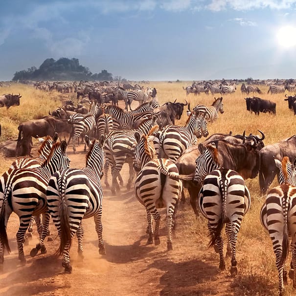 6 Days Masai Mara, Lake Nakuru and Amboseli