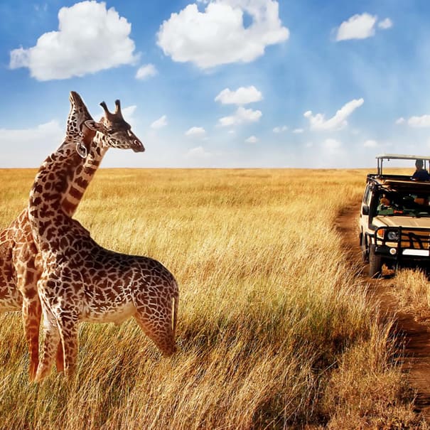 African Splendours Safari 12 Nights Flying Package