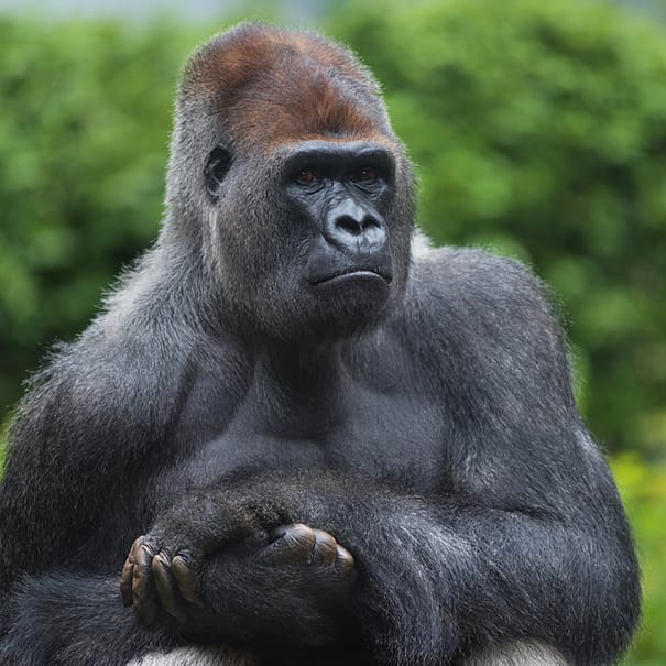 4 Days Rwanda Double Gorilla Adventure