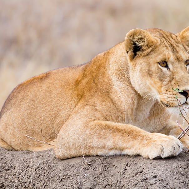 Kenya and Tanzania Honeymoon Package