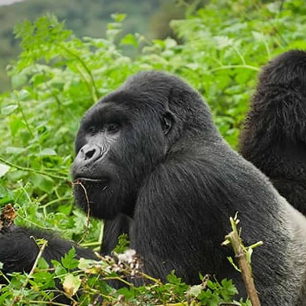 8 Days Across Rwanda –Akagera-Volcanoes & Nyungwe Experience
