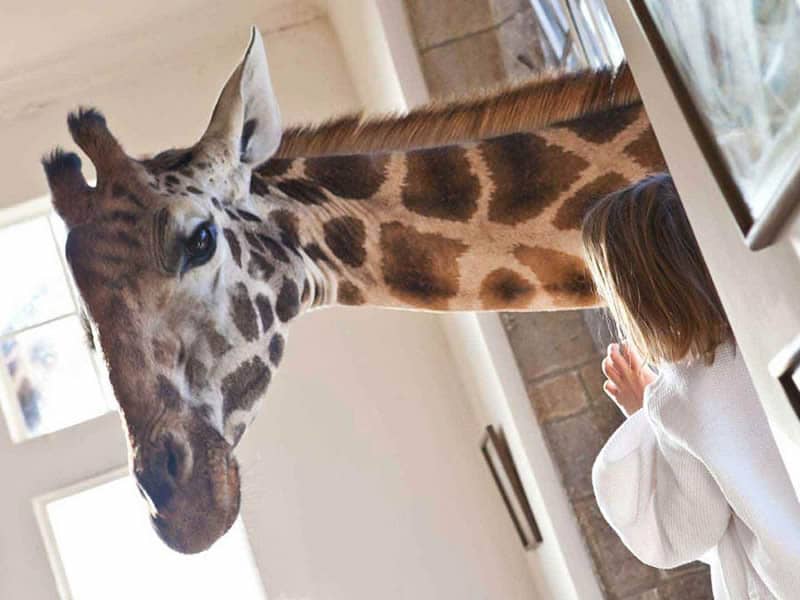What Is the Cost of Staying at Giraffe Manor Kenya