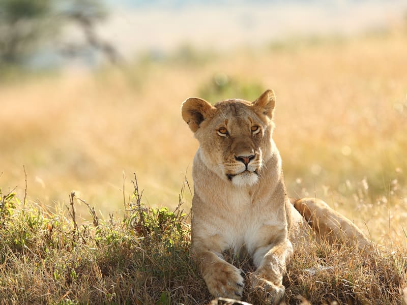 What is the Cost of a Masai Mara Safari