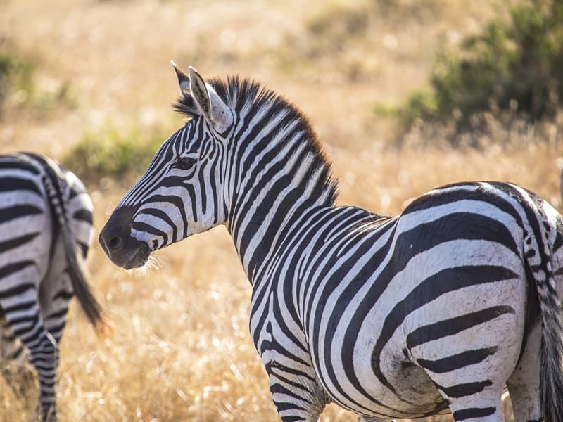 What is the Cost of a Kenyan Safari