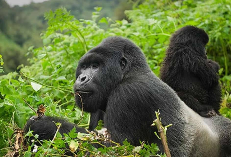 8 Days Across Rwanda –Akagera-Volcanoes & Nyungwe Experience