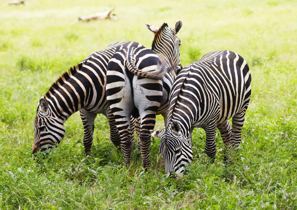 The Entrance Charges of Kenya's National Parks in 2023