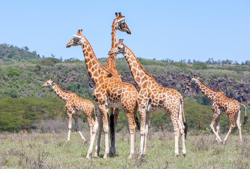 The Entrance Charges of Kenya's National Parks in 2023