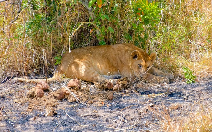 Affordable Masai Mara Safaris