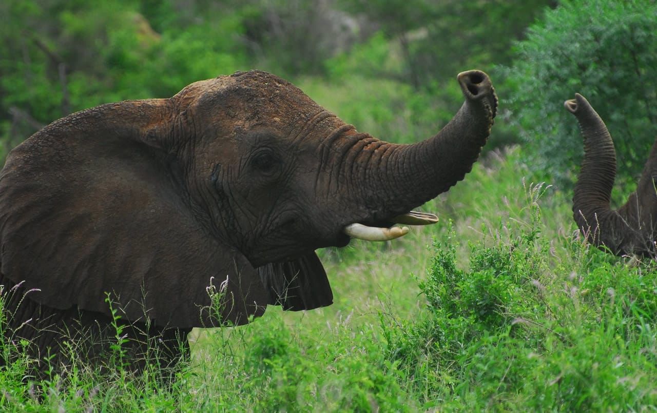 Tsavo West National Park